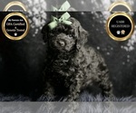 Small Photo #7 Poodle (Miniature) Puppy For Sale in WARSAW, IN, USA