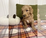 Small #5 Goldendoodle