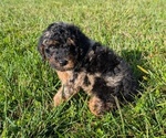 Small Photo #18 Poodle (Toy) Puppy For Sale in GOSHEN, IN, USA