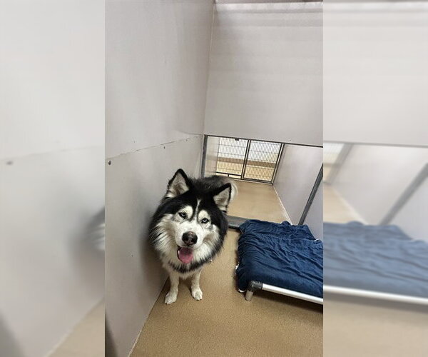Medium Photo #1 Alaskan Malamute-Unknown Mix Puppy For Sale in Martinez, CA, USA