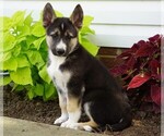 Small Photo #1 German Shepherd Dog-Siberian Husky Mix Puppy For Sale in FREDERICKSBG, OH, USA