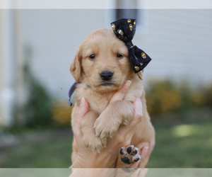 Golden Retriever Puppy for sale in LIBERTY, KY, USA