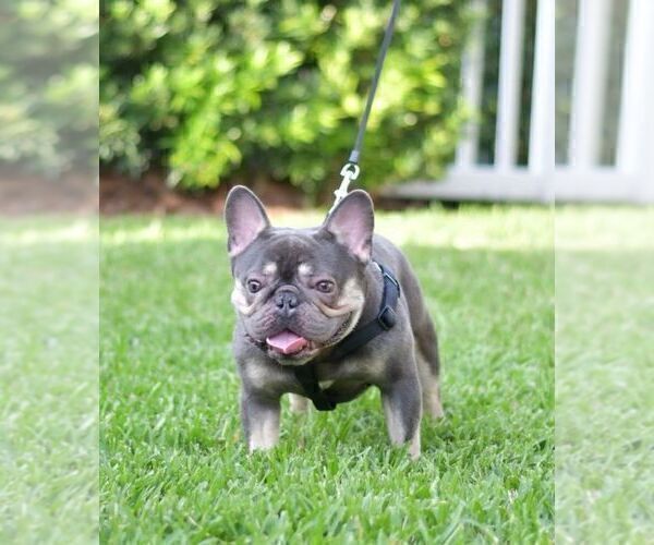 Medium Photo #1 French Bulldog Puppy For Sale in CAPE CORAL, FL, USA