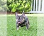 Small Photo #1 French Bulldog Puppy For Sale in CAPE CORAL, FL, USA