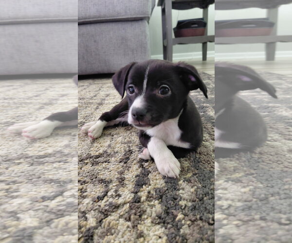 Medium Photo #1 Australian Shepherd-Chihuahua Mix Puppy For Sale in Fort Wayne, IN, USA