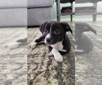 Small Australian Shepherd-Chihuahua Mix