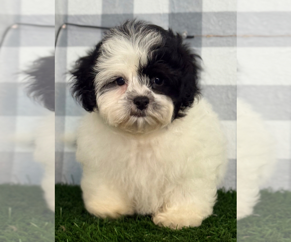 Medium Photo #4 Zuchon Puppy For Sale in MARIETTA, GA, USA