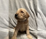 Small Photo #3 Goldendoodle Puppy For Sale in UNION POINT, GA, USA