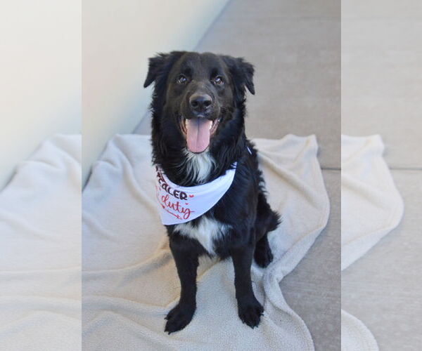 Medium Photo #2 Border Collie-Unknown Mix Puppy For Sale in McKinney, TX, USA