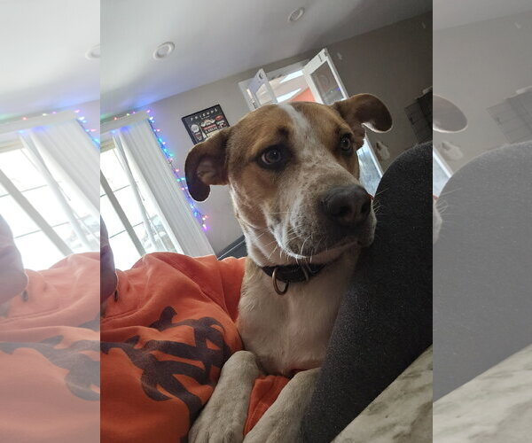 Medium Photo #1 Mutt Puppy For Sale in Woodbury, NY, USA