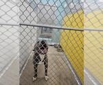 GHOST(CHUCO) - Male Mutt Dog for Adoption - Small photo