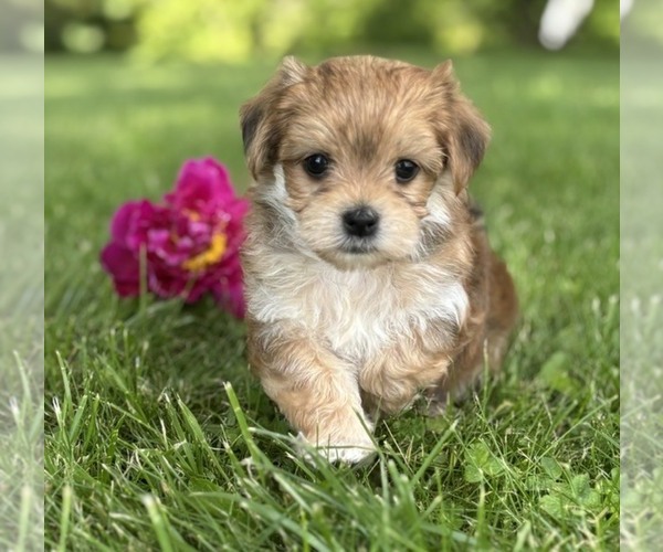 Medium Photo #7 Morkie Puppy For Sale in ROCK STREAM, NY, USA