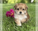 Small #6 Morkie