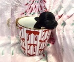Small Photo #24 Chihuahua Puppy For Sale in SHERMAN, TX, USA