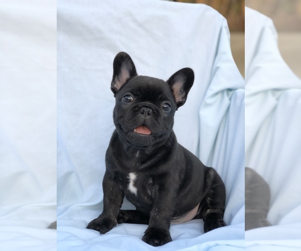 Medium Photo #3 French Bulldog Puppy For Sale in MENTONE, CA, USA