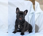 Small Photo #3 French Bulldog Puppy For Sale in MENTONE, CA, USA
