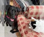 Small Labrador Retriever-Spaniel Mix