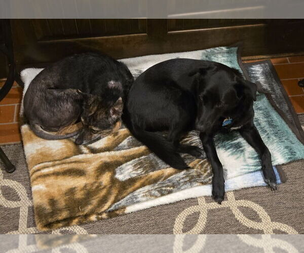 Medium Photo #4 Mutt Puppy For Sale in Conway, AR, USA