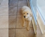 Small Photo #15 Golden Retriever Puppy For Sale in MENIFEE, CA, USA
