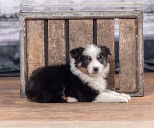 Australian Shepherd Puppy for sale in LODA, IL, USA