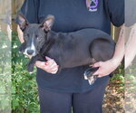 Small #2 Mutt