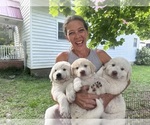 Small #1 Great Pyrenees