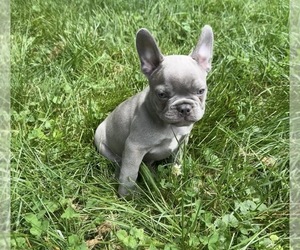 French Bulldog Litter for sale in PGH, PA, USA