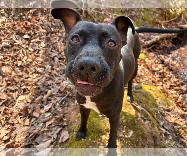 Medium Photo #2 American Pit Bull Terrier-Unknown Mix Puppy For Sale in Pacolet, SC, USA