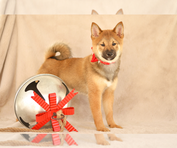 Medium Photo #4 Shiba Inu Puppy For Sale in Neosho, MO, USA