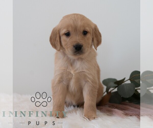 Medium Photo #7 Golden Retriever Puppy For Sale in NEWPORT, PA, USA