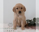 Small #6 Golden Retriever