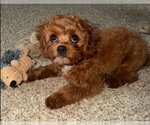 Small #3 Cavapoo (Miniature)