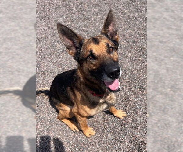 Medium Photo #10 German Shepherd Dog-Unknown Mix Puppy For Sale in Webster, WI, USA