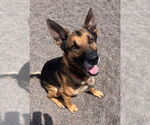 Small #9 German Shepherd Dog Mix