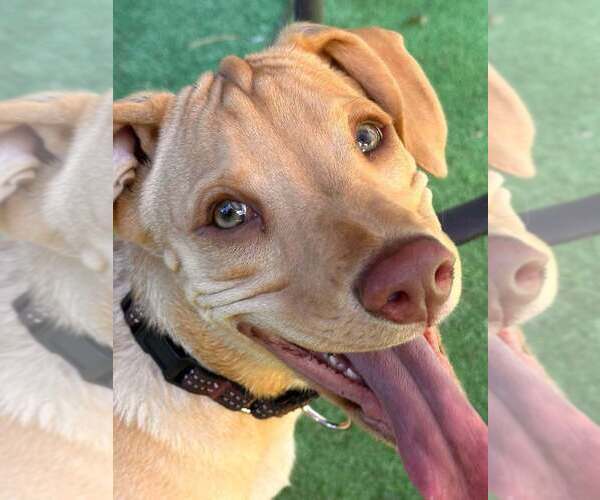 Medium Photo #38 Labrador Retriever-Unknown Mix Puppy For Sale in New York, NY, USA