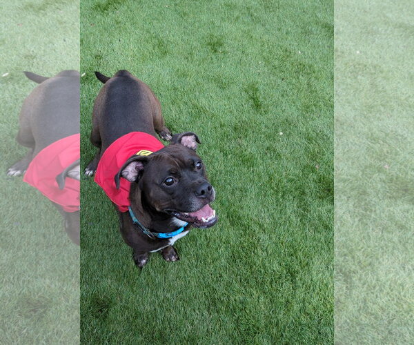 Medium Photo #4 Bullboxer Pit Puppy For Sale in Calhoun, GA, USA
