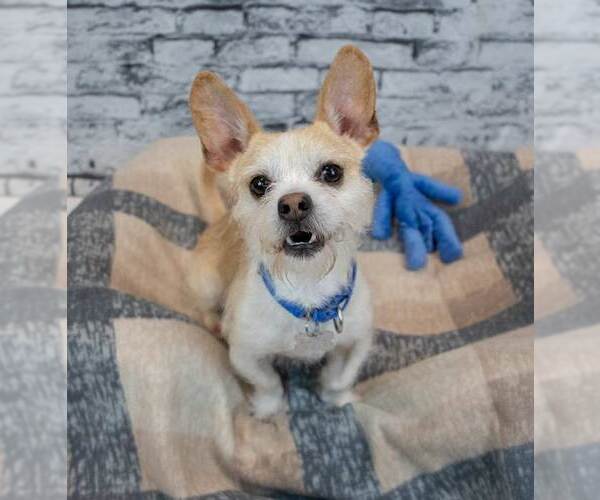 Medium Photo #3 Mutt Puppy For Sale in Kennesaw, GA, USA