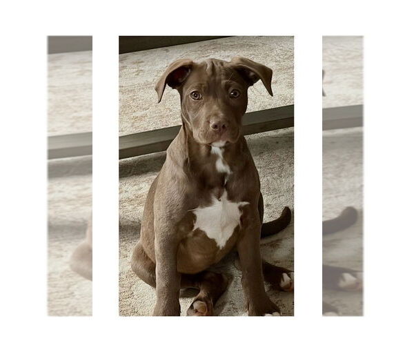 Medium Photo #7 Mutt Puppy For Sale in Mooresville, NC, USA