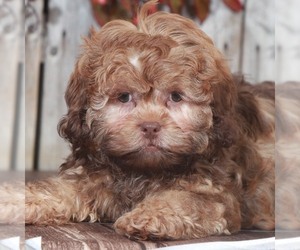 ShihPoo Puppy for Sale in MOUNT VERNON, Ohio USA