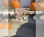 Small Photo #3 American Bully Puppy For Sale in MONROE, MI, USA