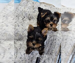 Yorkshire Terrier Puppy for sale in ROUND LAKE, IL, USA