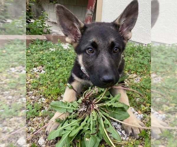 Medium Photo #7 German Shepherd Dog Puppy For Sale in Kansas City, MO, USA