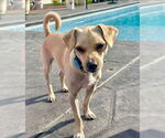 Small #3 Mutt