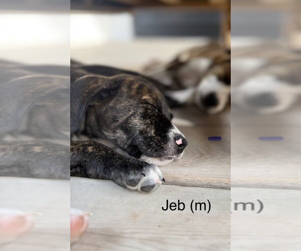 Medium Photo #2 Mutt Puppy For Sale in Wenonah, NJ, USA