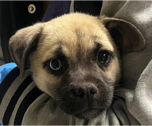 Mutt Dogs for adoption in Denver, CO, USA