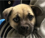 MAZIE - Female Mutt Dog for Adoption - Small photo