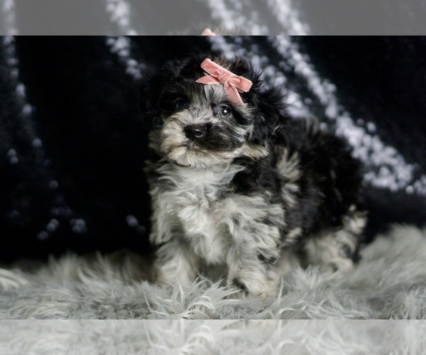 Medium Photo #7 Maltipoo Puppy For Sale in WARSAW, IN, USA