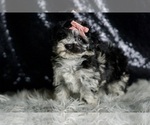 Small Photo #7 Maltipoo Puppy For Sale in WARSAW, IN, USA