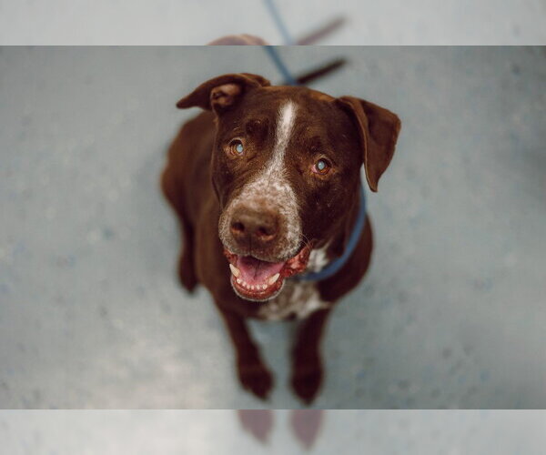 Medium Photo #7 American Staffordshire Terrier-Labrador Retriever Mix Puppy For Sale in Pierceton , IN, USA