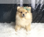 Small #1 Pomeranian